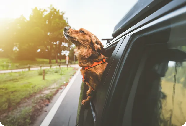 車から顔を出す犬