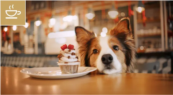 犬カフェ