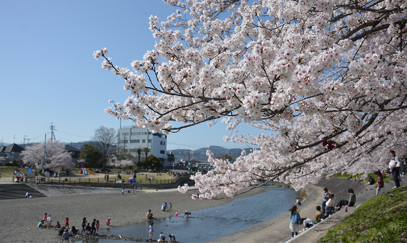 芥川桜堤公園