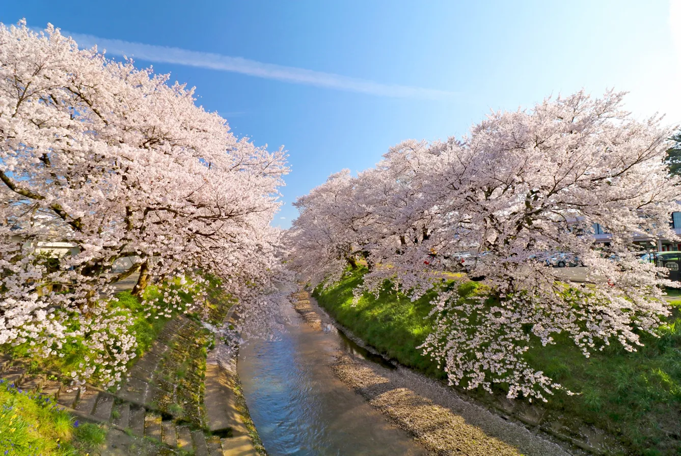 桜並木や有する岩ヶ平公園がある苦楽園