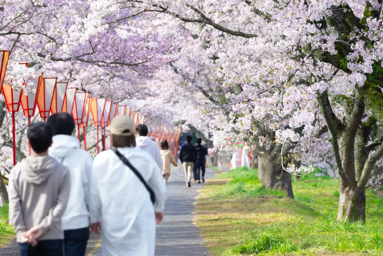 桜まつりが開催される摂津峡