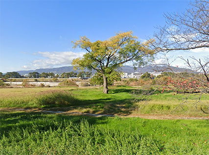 武庫川髭の渡しコスモス園